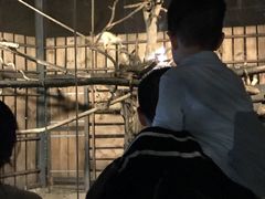 -清迈夜间动物园