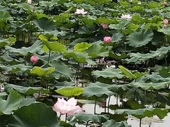 -荷塘月色湿地公园·向阳花洲