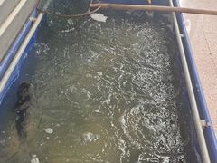 -美顺香食府鱼头老店(雪野湖店)