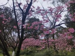 -南山植物园