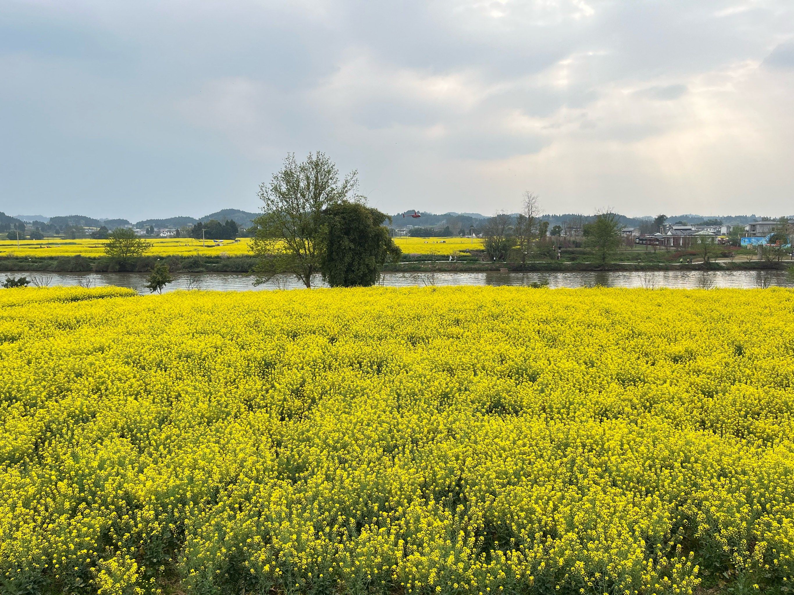 乡村画卷～油菜花海