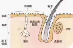 -诗碧曼养发