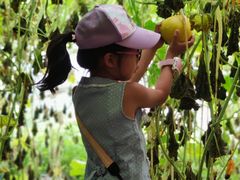 -万源龙顺度假庄园生态观光园