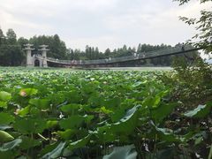 -东湖落雁景区