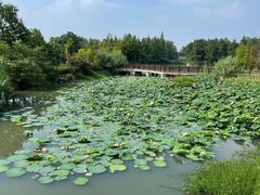 -三垟湿地