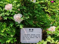 -洛阳市牡丹公园