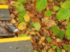 -五营红松林海景区