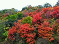 -天女山森林公园