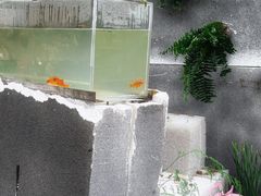 -上海鲜花港