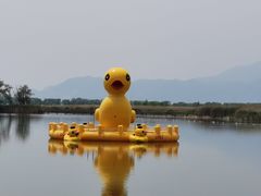 -野鸭湖国家湿地公园