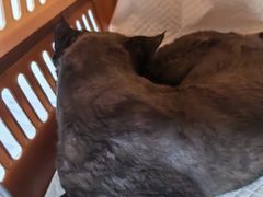 -纳吉亚猫专科动物诊疗中心(蒋宅口分院)