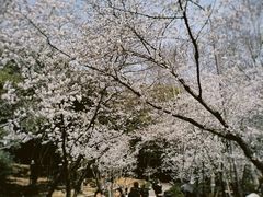 -武汉大学-樱园