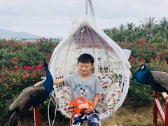 -亚龙湾国际玫瑰谷