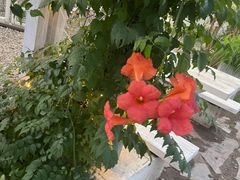 -安德鲁户外烧烤帐篷营地(马泉营店)