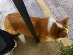 -小梁哥云吞面(黄贝岭店)