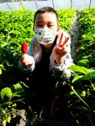 -蓝呗呗蓝莓草莓采摘园(通州区马驹桥店)