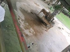 -深圳野生动物园