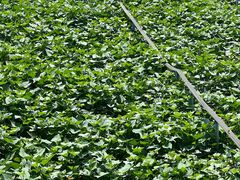 -尚果生态采摘园