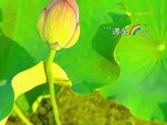 -嘉北郊野公园