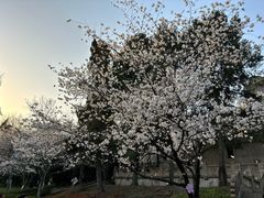 -武汉大学-樱园