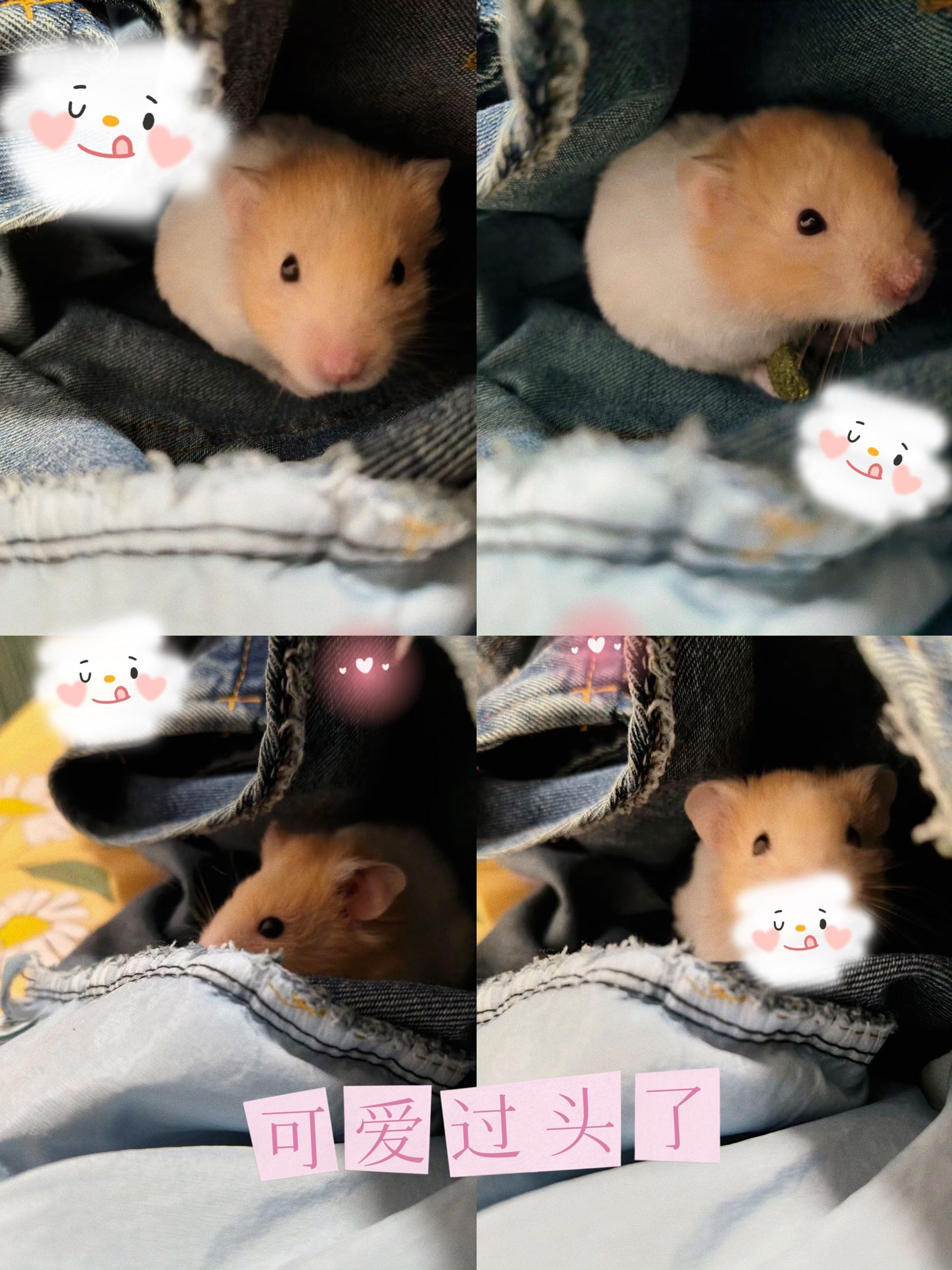 茶余饭后会见小仓鼠