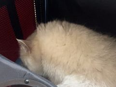 -瑞鹏宠物医院·猫科·宠保定点(梅溪湖分院)
