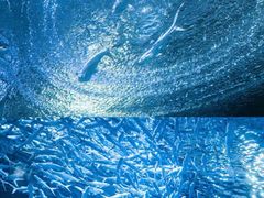 -海合安武汉极地海洋公园