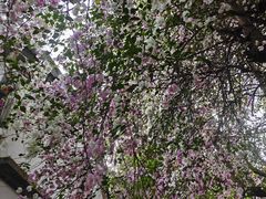 -深圳国际园林花卉博览园