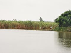 -盐城丹顶鹤湿地生态旅游区