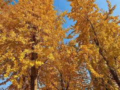 -重庆市江北嘴中央商务区中央公园