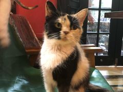 -猫色咖啡·猫咖