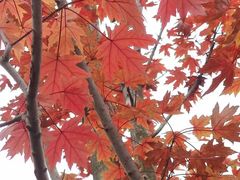 -白鹭湾湿地公园