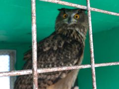 -西霞口神雕山野生动物世界