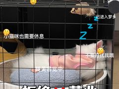 -欣宠猫屋·矮脚拿破仑·蓝金金渐层