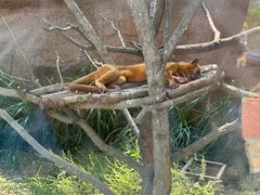 -西霞口神雕山野生动物世界