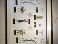 iphone_upload_pic-上海昆虫博物馆