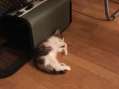 -凯特喵百思猫专科医院