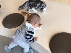 -飞行喵MR PILOT|猫舍·猫咖(静安大融城店)