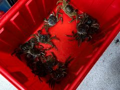 -阳澄湖大闸蟹·琼灵阁牌品牌连锁(吴中总店)