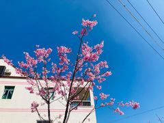 -军营村