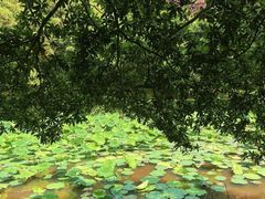 -云溪植物园