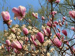 -大兴滨河森林公园