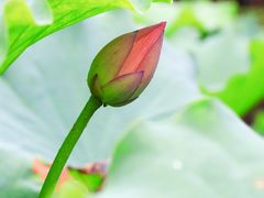 -陈家山荷花公园