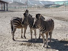 -新疆天山野生动物园