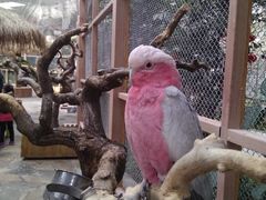 -南宫五洲植物乐园