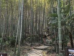 -镇江市南山风景名胜区竹林景区