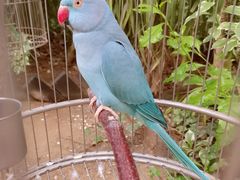 -南宫五洲植物乐园