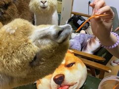 -猫色咖啡·猫咖