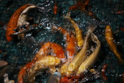 -酷嗒动物文化乐园(cutezoo西溪乐天城店)