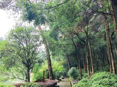 -铁山坪森林公园